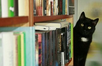5 книжок про минувшину: “Клавка” Гримич, труп від Потаніної, нічний репортер Винничука, відьма Кокотюхи, прокляті гетьмани Єшкілєва